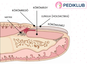 A köröm részei és elhelyezkedése