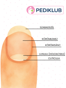 A köröm anatómiája, felépítése és szerkezete