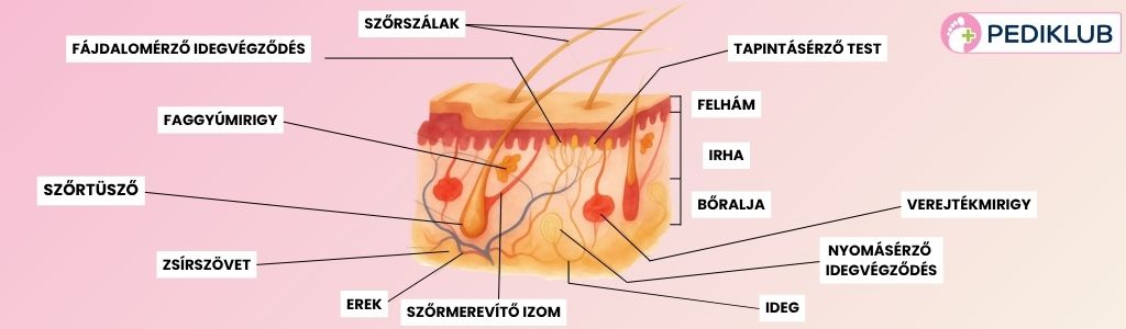 bőr rétegei, hogy helyezkednek el